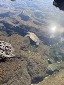 Sea turtle in the rocks