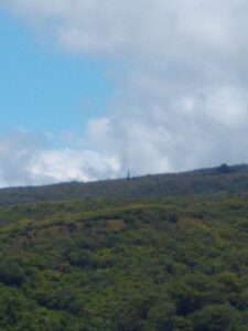 A vast, green forest with a tall, skinny pine tree poking up in the middle.