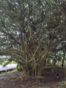 Banyan Tree