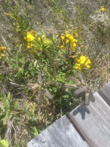 Crotalaria (Rattlepods)
