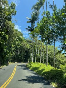 Lush vegetation and palm trees on hamakua coast